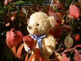 クマのルーニー・バニラ 紅葉した葉