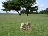 クマのルーニー 草原