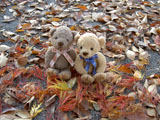 クマのルーニー 公園の落葉