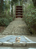クマのルーニー 室生寺の五重塔