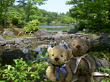 クマのルーニー 昭和記念公園　日本庭園
