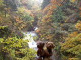 クマのルーニー 西沢渓谷 滝