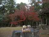 クマのルーニー 奈良公園　紅葉