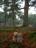 クマのルーニー 奈良公園　落ち葉