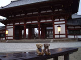 クマのルーニー 東大寺