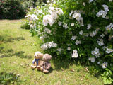 クマのルーニー バラの花 ロサ ムルティフローラ