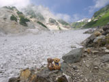 クマのルーニー 大雪渓