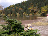 クマのルーニー 弥陀ヶ池