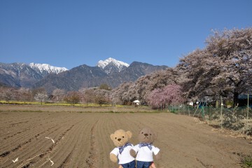 甲斐駒ケ岳と真原桜並木