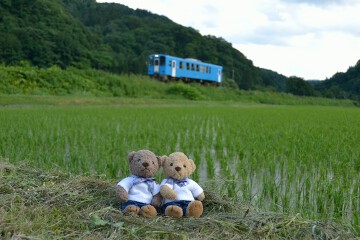 田んぼと列車