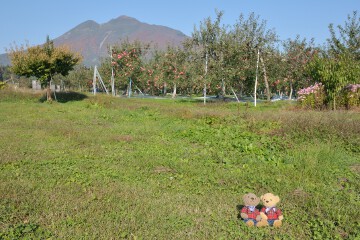岩木山とリンゴ畑