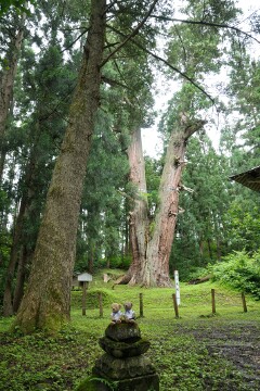 秋田県一の巨木