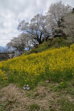 祭田の桜
