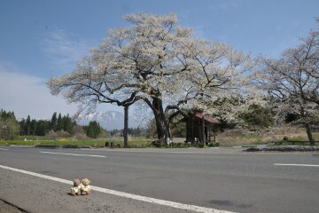 七ッ田の弘法桜