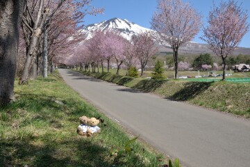 桜並木と岩木山